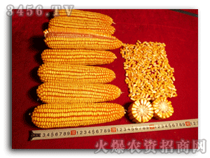 玉米种子808-金庆